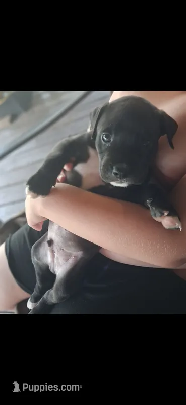 Blacky – American Bully puppy for sale in Walterboro, SC