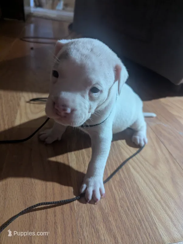Mazy – American Bully puppy for sale in Walterboro, SC