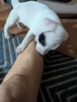 Dots, a male American Bully for sale in Walterboro, SC – 2 of 3