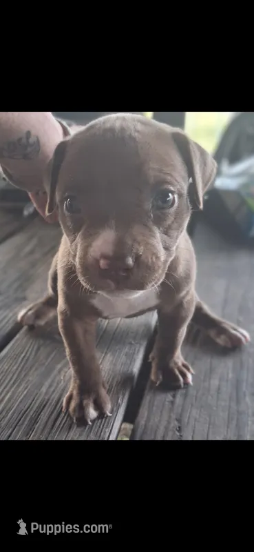 Coco – American Bully puppy for sale in Walterboro, SC