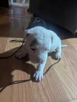 Mazy, a female American Bully for sale in Walterboro, SC – 2 of 3