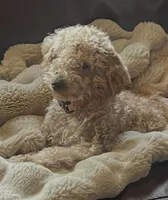 Star, a female Poodle - Toy  for sale in Memphis, TN – Photo 2 of 3