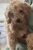 Star, a female Poodle - Toy  for sale in Memphis, TN – Photo 3 of 3