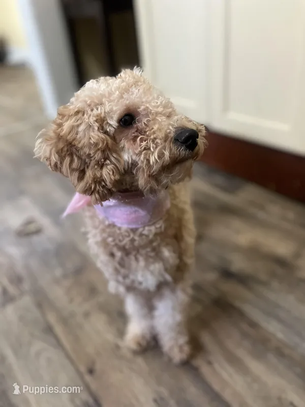 Star – Poodle - Toy  puppy for sale in Memphis, TN