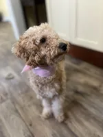 Star, a female Poodle - Toy  for sale in Memphis, TN – Photo 1 of 3