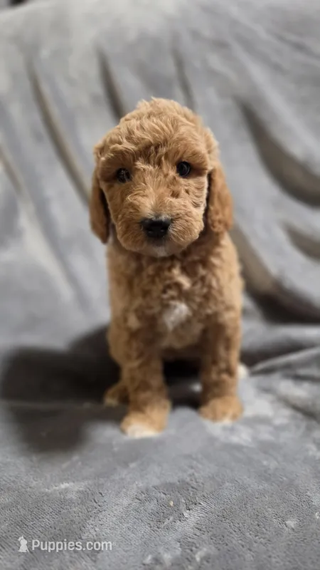 Sunny – Goldendoodle puppy for sale in Marion, IL