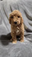 Sunny, a female Goldendoodle for sale in Marion, IL – 1 of 1