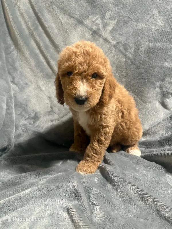 Hazel – Goldendoodle puppy for sale in Marion, IL