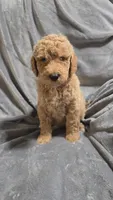 Nash, a male Goldendoodle for sale in Marion, IL – 1 of 1
