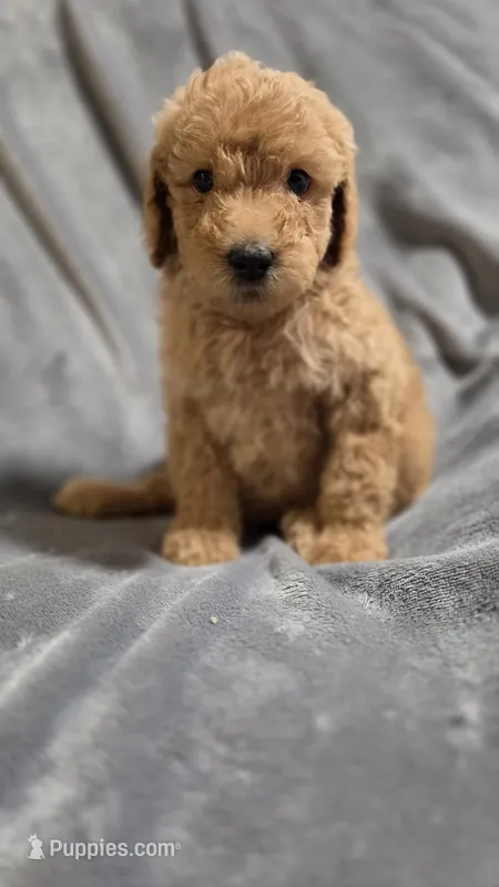 Brownie – Goldendoodle puppy for sale in Marion, IL
