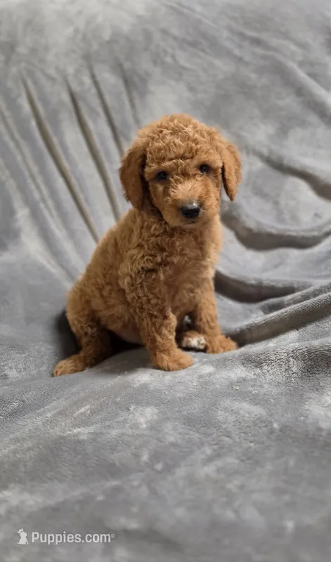 Cosmo – Goldendoodle puppy for sale in Marion, IL