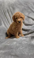 Cosmo, a male Goldendoodle for sale in Marion, IL – 1 of 1