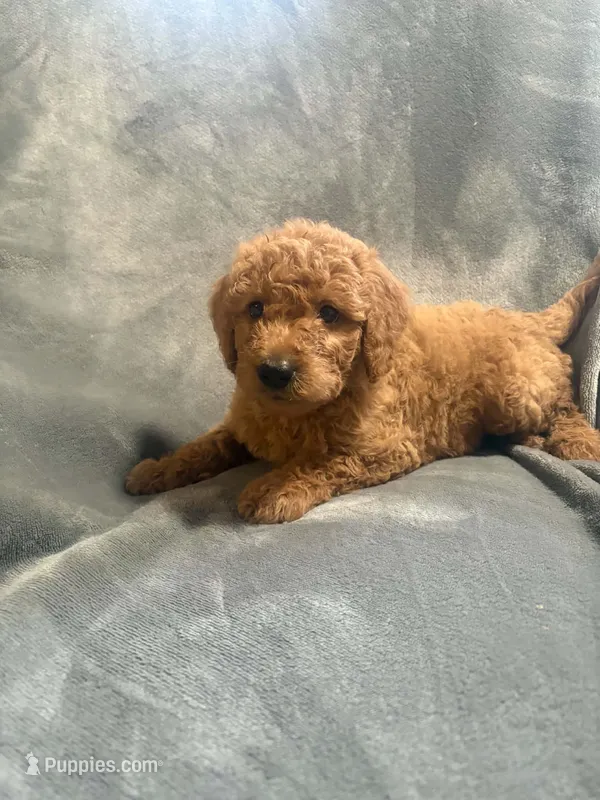 Churro – Goldendoodle puppy for sale in Marion, IL