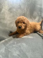 Churro, a female Goldendoodle for sale in Marion, IL – 1 of 1