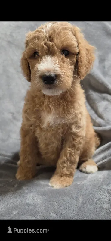 Angel – Goldendoodle puppy for sale in Marion, IL