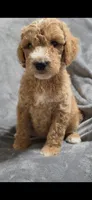 Angel, a female Goldendoodle for sale in Marion, IL – 1 of 1
