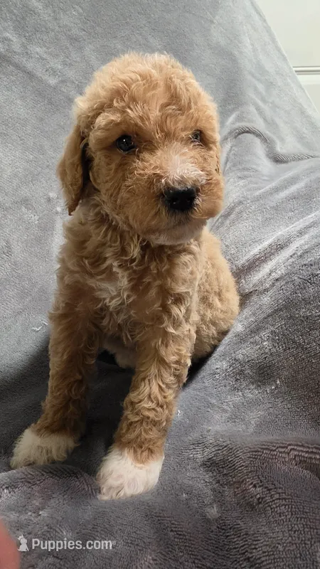 Miley – Goldendoodle puppy for sale in Marion, IL