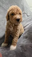 Miley, a female Goldendoodle for sale in Marion, IL – 1 of 1