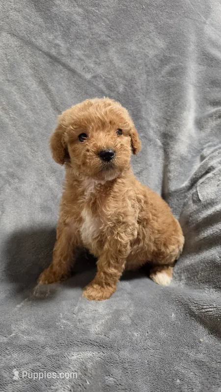 Miles – Goldendoodle puppy for sale in Marion, IL