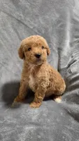 Miles, a male Goldendoodle for sale in Marion, IL – 1 of 1