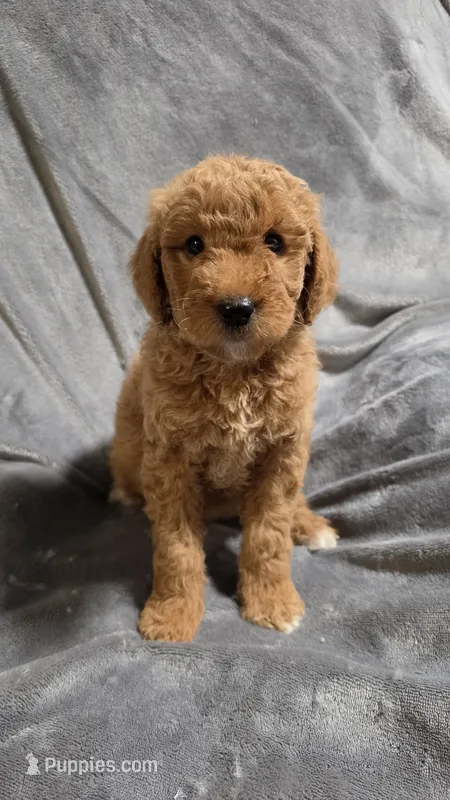 Oakley  – Goldendoodle puppy for sale in Marion, IL