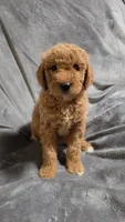Oakley , a female Goldendoodle for sale in Marion, IL – 1 of 1