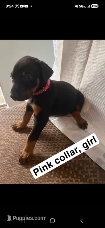 Doberman – Doberman Pinscher puppy for sale in Spring, TX