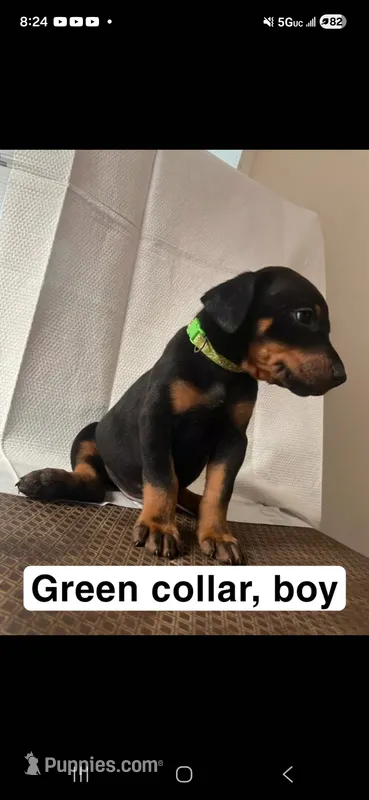 Doberman, a male Doberman Pinscher for sale in Spring, TX – 1 of 1