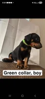 Doberman, a male Doberman Pinscher for sale in Spring, TX – 1 of 1