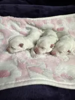 Luna, a female West Highland White Terrier for sale in Scurry, TX – Photo 2 of 4