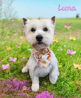 Luna, a female West Highland White Terrier for sale in Scurry, TX – Photo 3 of 4