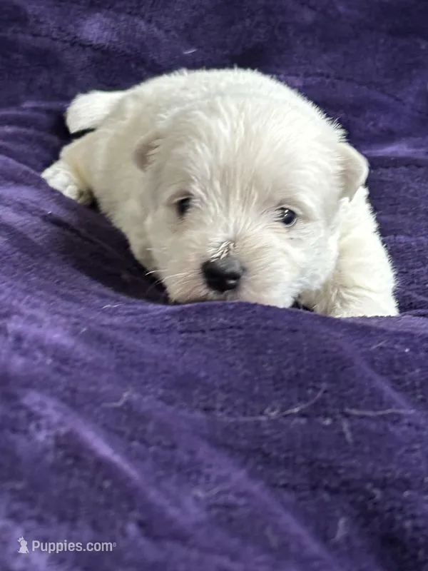 Luna, a female West Highland White Terrier for sale in Scurry, TX – Photo 1 of 4