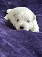 Luna, a female West Highland White Terrier for sale in Scurry, TX – Photo 1 of 4
