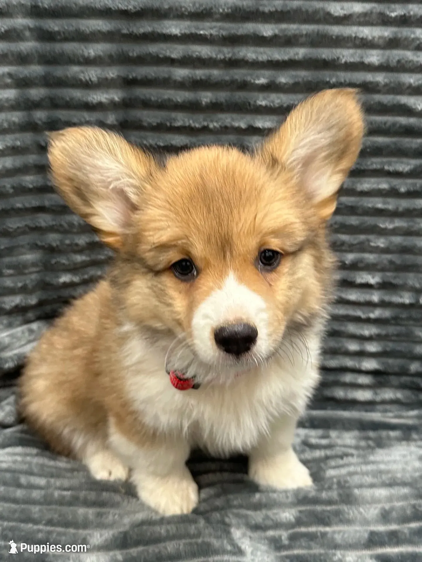 Tex, a male Pembroke Welsh Corgi for sale in Scurry, TX – 2 of 2