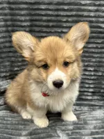 Walker , a male Pembroke Welsh Corgi for sale in Scurry, TX – 2 of 4