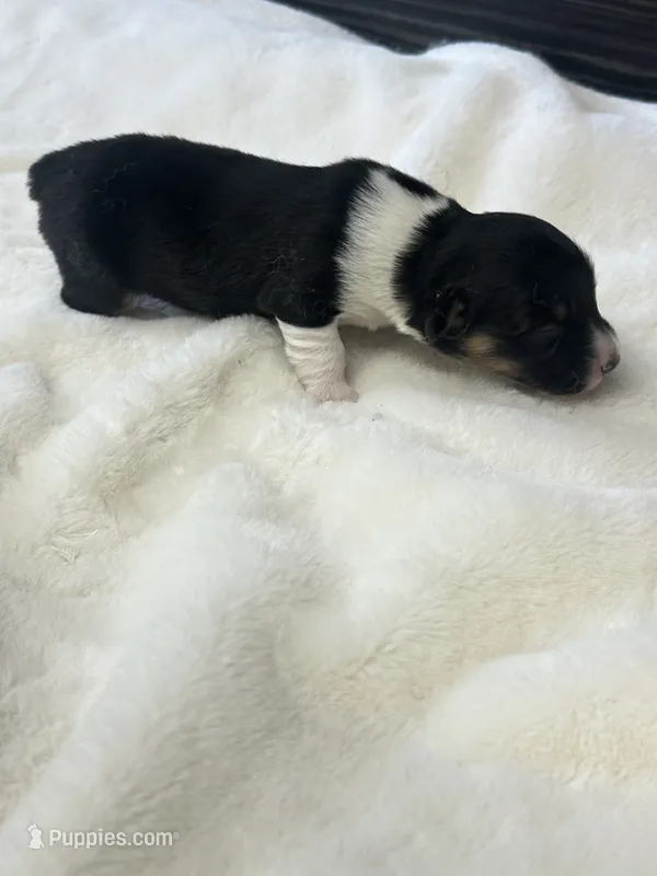 Daisy – Pembroke Welsh Corgi puppy for sale in Scurry, TX