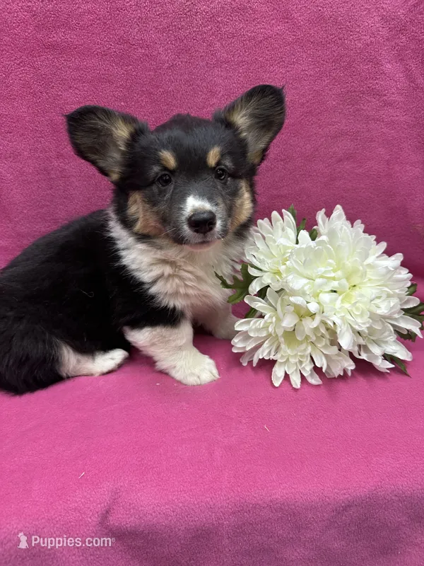 Daisy – Pembroke Welsh Corgi puppy for sale in Scurry, TX