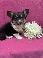 Dolly , a female Pembroke Welsh Corgi for sale in Scurry, TX – 1 of 4
