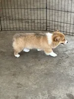 Charlie, a male Pembroke Welsh Corgi for sale in Scurry, TX – 3 of 6
