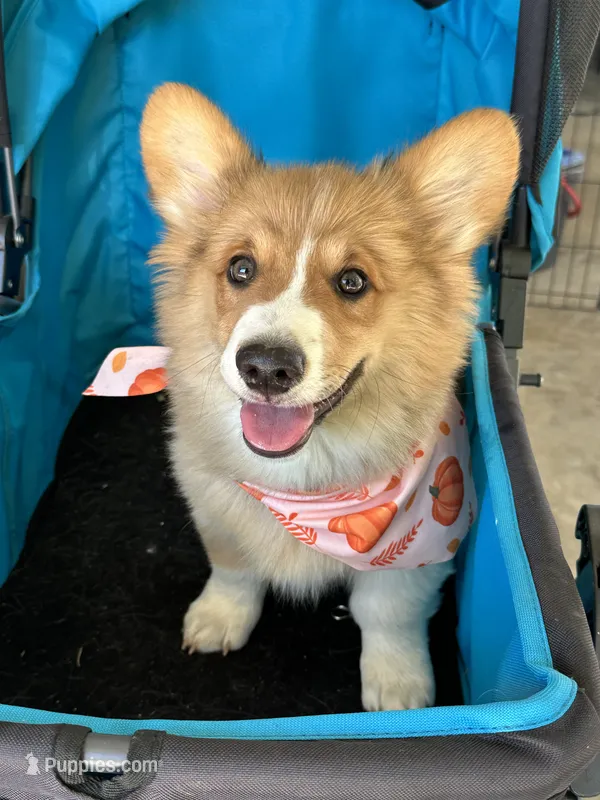 Charlie – Pembroke Welsh Corgi puppy for sale in Scurry, TX