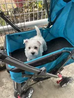 Beau, a male West Highland White Terrier for sale in Scurry, TX – 3 of 4