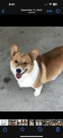 Easton, a male Pembroke Welsh Corgi for sale in Scurry, TX – 2 of 2