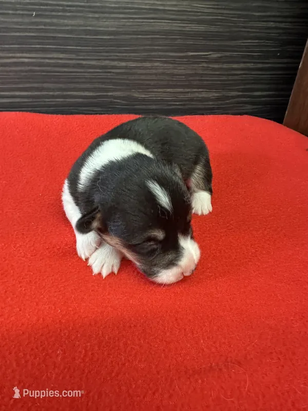 Colter – Pembroke Welsh Corgi puppy for sale in Scurry, TX