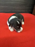 Colter, a male Pembroke Welsh Corgi for sale in Scurry, TX – 1 of 2