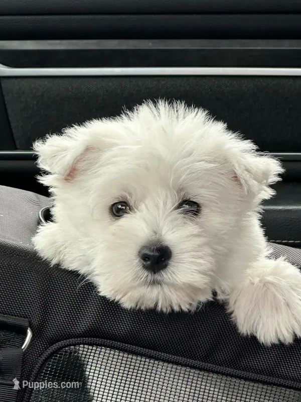 Odee – West Highland White Terrier puppy for sale in Scurry, TX
