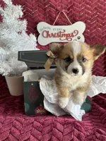 Kaylie, a female Pembroke Welsh Corgi for sale in Scurry, TX – Photo 2 of 3
