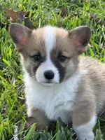 Kaylie, a female Pembroke Welsh Corgi for sale in Scurry, TX – Photo 1 of 3