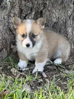 Kaylie, a female Pembroke Welsh Corgi for sale in Scurry, TX – Photo 3 of 3