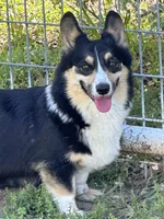 Jaxson, a male Pembroke Welsh Corgi for sale in Scurry, TX – 2 of 2