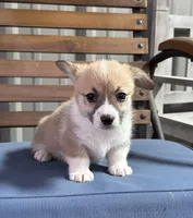 Max, a male Pembroke Welsh Corgi for sale in Scurry, TX – Photo 2 of 5